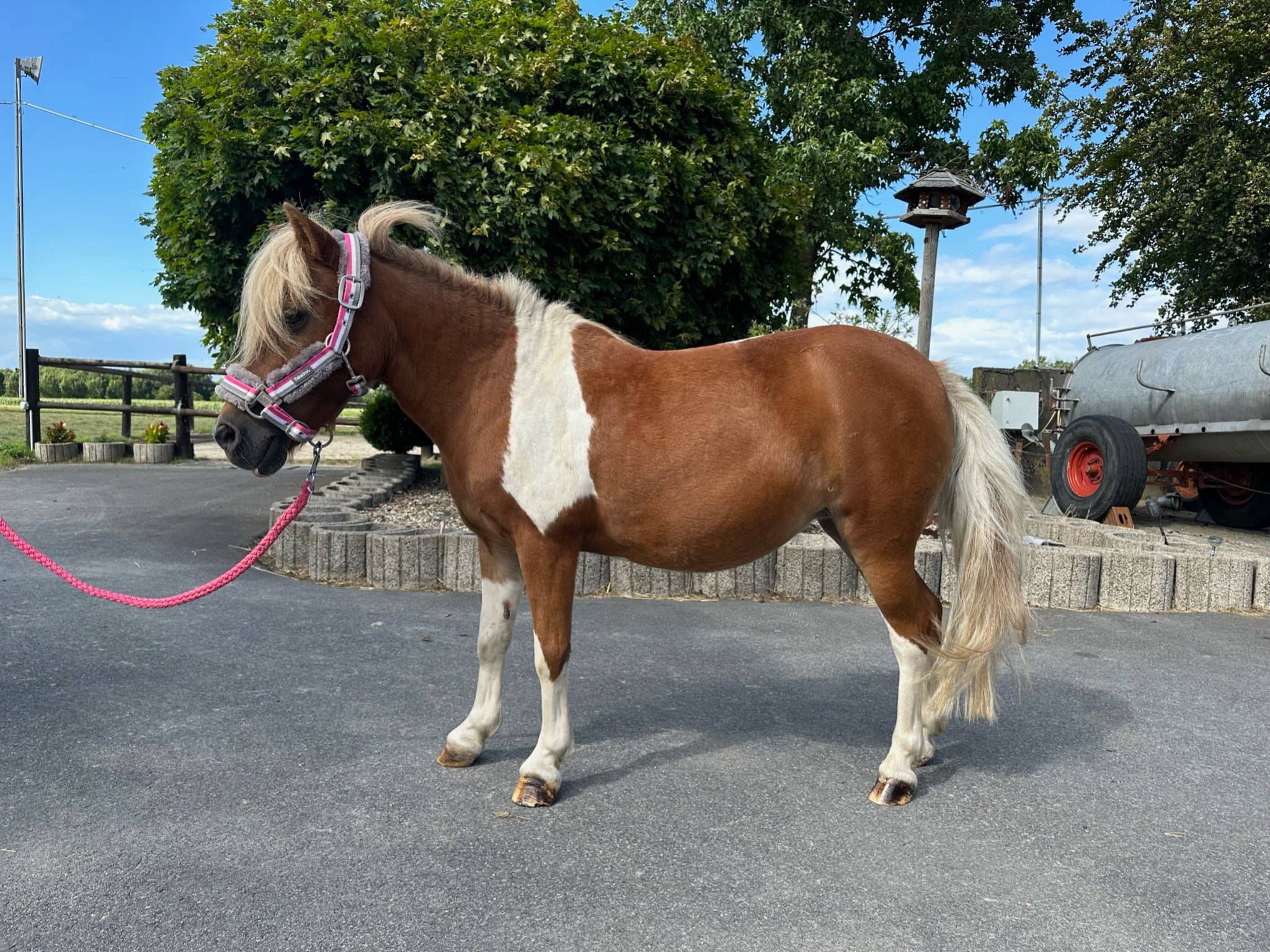 Galerie – Pferdewaage Einsatzbild 05